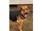 Adopt Boss a German Shepherd Dog, Labrador Retriever