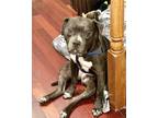 Adopt Watt a Pit Bull Terrier, Mixed Breed