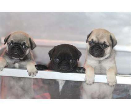 Beautiful Pug Puppies is a Everything Else for Sale in Scituate RI