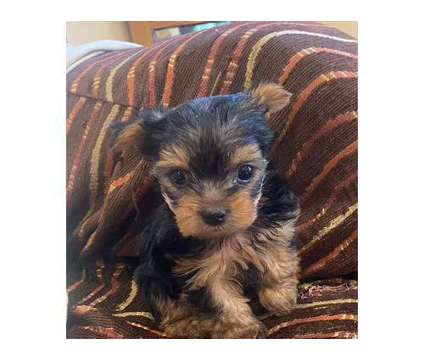 Yorkie Puppies Available is a Everything Else for Sale in Suwanee GA