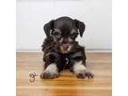 Schnauzer (Miniature) Puppy for sale in Enterprise, UT, USA