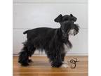 Schnauzer (Miniature) Puppy for sale in Enterprise, UT, USA