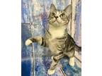 Adopt Fiyero kitten a Tabby