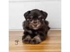 Schnauzer (Miniature) Puppy for sale in Enterprise, UT, USA