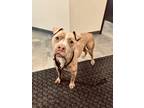 Adopt BRODY (DCAS) FOSTER OR FOREVER NEEDED a American Bully