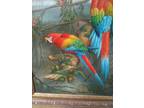 Parrot Painting