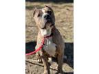 Adopt Creed a Pit Bull Terrier, Mixed Breed