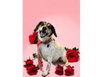 Adopt Beamer a Jack Russell Terrier, Beagle