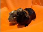 Adopt Cletus and Clyde a Guinea Pig
