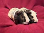 Adopt Hank and Howard a Guinea Pig