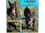Adopt Chopin a Australian Kelpie, Pit Bull Terrier