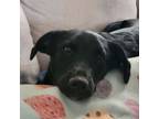 Adopt George Beatle - Fostered in Omaha a Labrador Retriever
