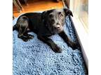 Adopt Paul Beatles - Fostered in Omaha a Labrador Retriever, German Shepherd Dog