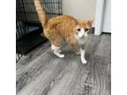 Adopt Rascal a Domestic Short Hair