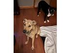 Adopt Hopper a Hound, Labrador Retriever