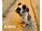 Adopt Ringo a Terrier, Mixed Breed