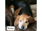 Adopt Baxter a Beagle