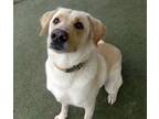 Adopt Buddy a Labrador Retriever