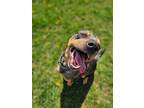 Adopt Smiley a Mixed Breed