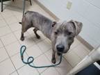 Adopt Spade a Pit Bull Terrier