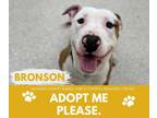 Adopt BRONSON a Pit Bull Terrier, Mixed Breed