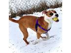 Adopt Louie a Boxer, Terrier