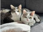 Adopt Hammie, Quincy, and Chestnut (Bonded Trio) a Domestic Short Hair