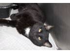 Adopt Frederick a Domestic Short Hair