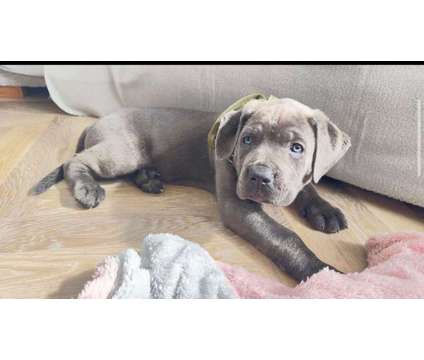 Blue Cane Corso Puppies For Sale is a Blue Everything Else for Sale in Round Rock TX