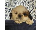 Shih Tzu Puppy for sale in Paducah, KY, USA