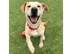 Adopt Simon a Yellow Labrador Retriever