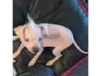 Chinese Crested Puppy for sale in Cleveland, OH, USA