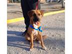 Adopt Cosmo a Black Mouth Cur