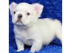 French Bulldog Puppy for sale in Clinton, NJ, USA