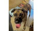 Adopt Loki a Mastiff