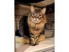 Adopt Tye a Domestic Long Hair