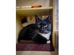 Adopt Gwen and Spencer a American Shorthair