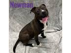 Adopt Newman a American Staffordshire Terrier