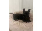 Adopt Henry a Scottish Terrier