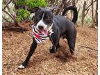 Adopt RENI a Pit Bull Terrier, Mixed Breed