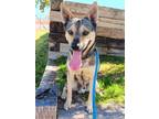 Adopt KING a Husky, German Shorthaired Pointer