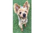Adopt Twizzler a Silky Terrier, Yorkshire Terrier