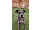 Adopt SAMSON a Great Dane, Mixed Breed