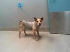 Adopt GUINNESS a Australian Cattle Dog / Blue Heeler