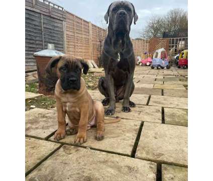 Lovely Cane Corso Puppies is a Antiques for Sale in Pinehurst TX