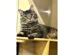 Adopt ANTHONY a Tabby, Maine Coon