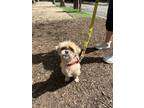 Adopt Actual Kramer Official (Kramer) a Shih Tzu