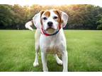 Adopt ROSCOE (CELL DOG) a Jack Russell Terrier, Beagle