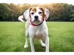 Adopt ROSCOE (cell program) a Jack Russell Terrier, Beagle