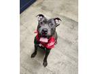 Adopt Daffron a Pit Bull Terrier, Staffordshire Bull Terrier